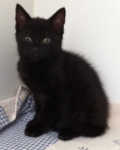 black cat Mayhew Animal Home charity.jpg